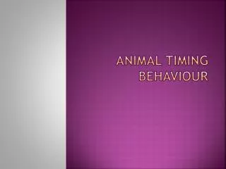 animal timing behaviour