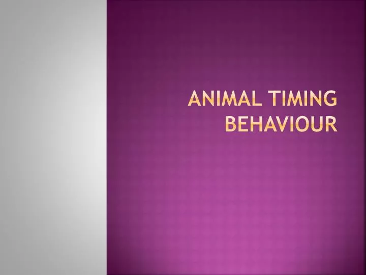 animal timing behaviour