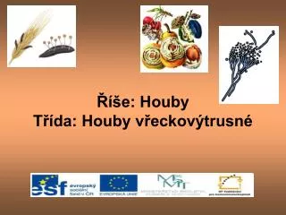 e houby t da houby v eckov trusn