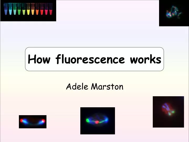how fluorescence works