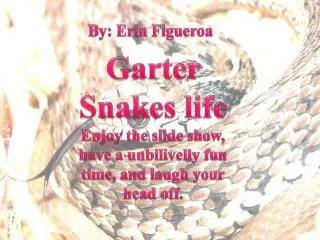 Garter Snakes life Enjoy the slide show, have a unbilivelly fun time, and laugh your head off.