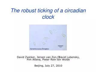 The robust ticking of a circadian clock