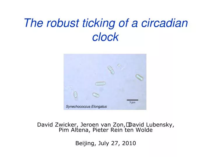 the robust ticking of a circadian clock