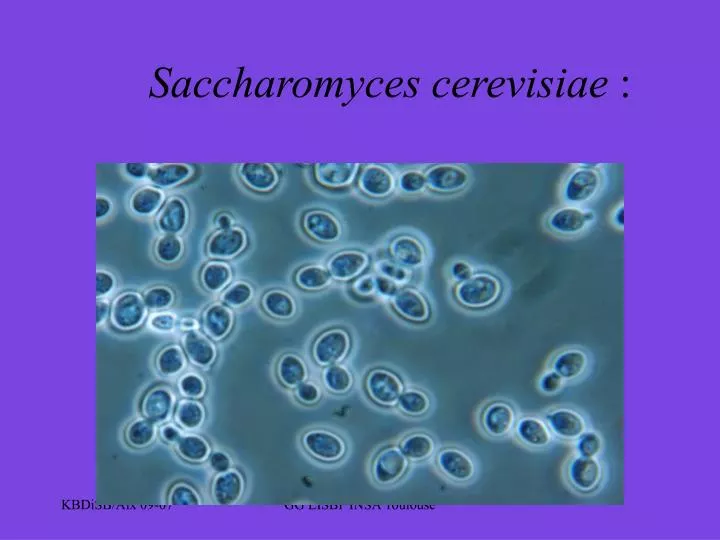 saccharomyces cerevisiae