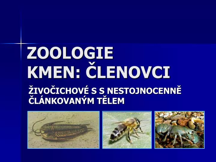 zoologie kmen lenovci