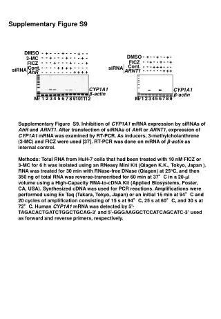 DMSO