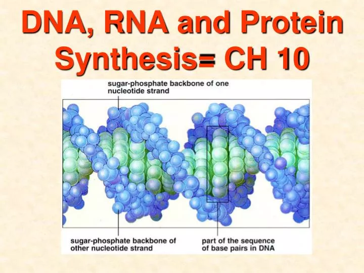 dna rna and protein synthesis ch 10