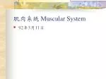 肌肉系統 Muscular System - slide 1