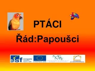 pt ci