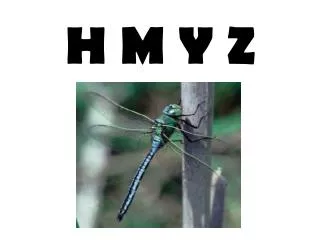 h m y z