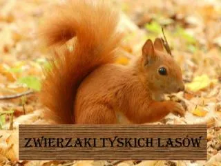 zwierzaki tyskich las w