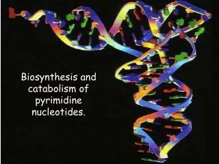 Biosynthesis and catabolism of pyrimidine nucleotides.