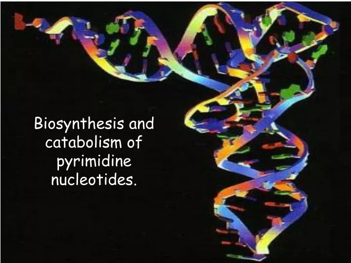 biosynthesis and catabolism of pyrimidine nucleotides