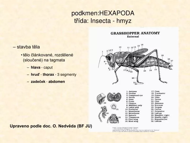 podkmen hexapoda t da insecta hmyz