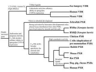 Sea lamprey VDR