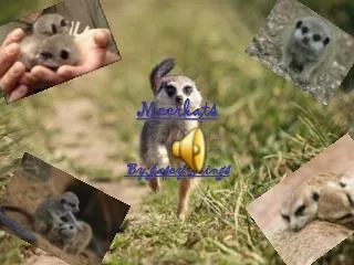 Meerkats