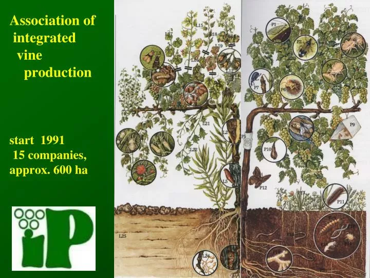 association of integrated vine production start 1991 15 companies approx 600 ha