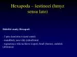 Hexapoda – šestinozí (hmyz sensu lato) - slide 1