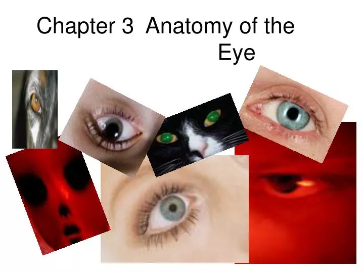 chapter 3 anatomy of the eye