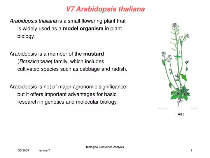 v7 arabidopsis thaliana
