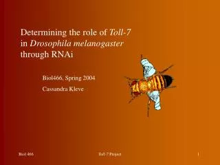 Determining the role of Toll-7 in Drosophila melanogaster through RNAi 	Biol466, Spring 2004