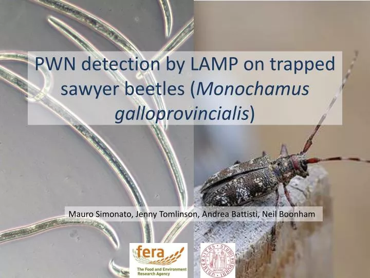 pwn detection by lamp on trapped sawyer beetles monochamus galloprovincialis