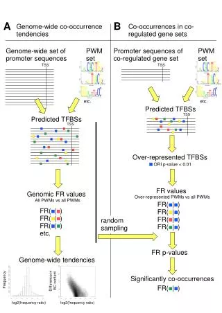 Genome-wide co-occurrence tendencies