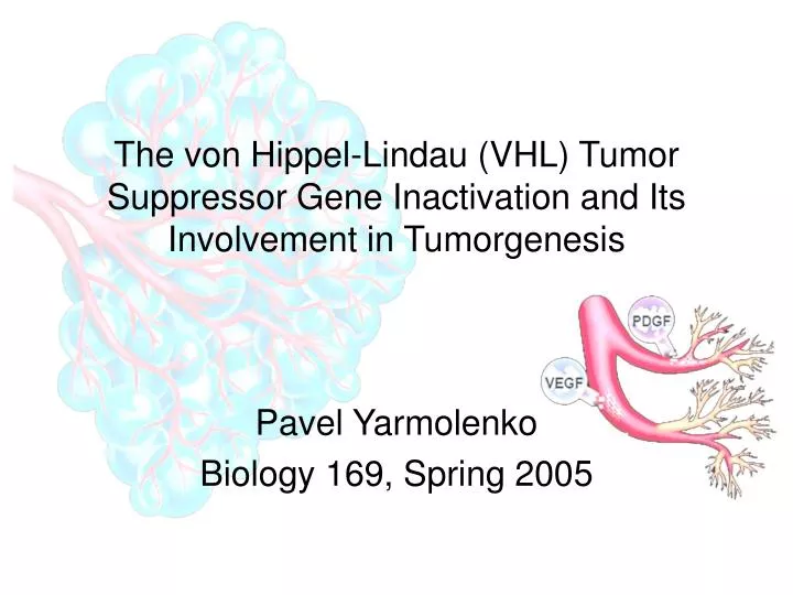 the von hippel lindau vhl tumor suppressor gene inactivation and its involvement in tumorgenesis