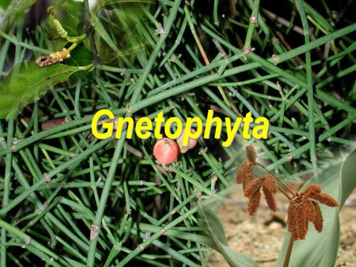 gnetophyta