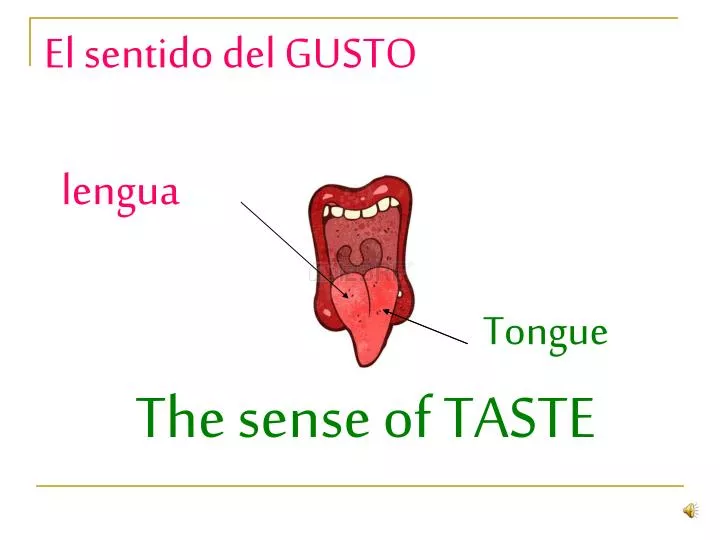 el sentido del gusto lengua