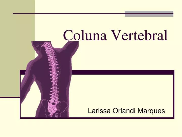 coluna vertebral