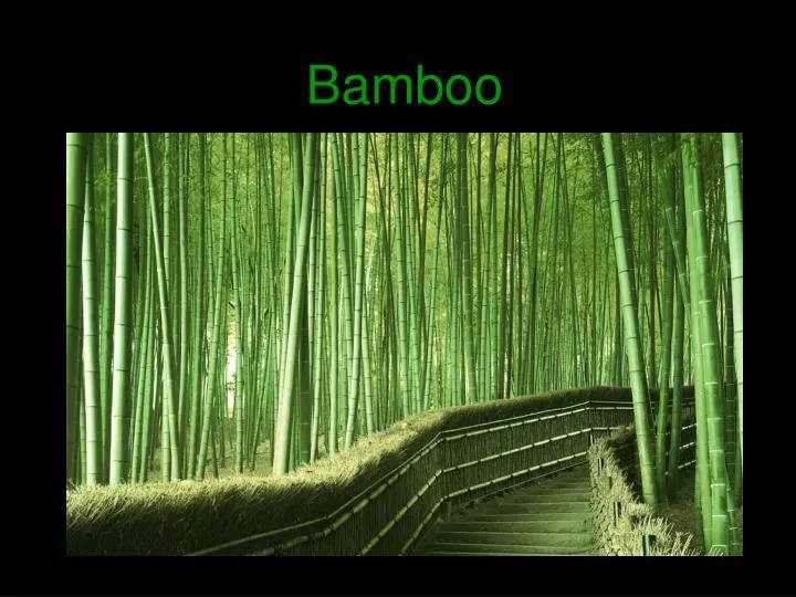 bamboo