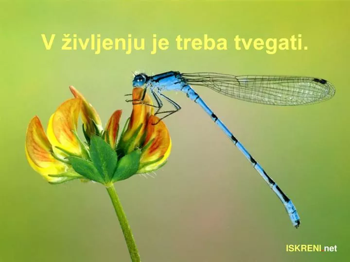 v ivljenju je treba tvegati