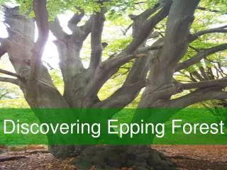Discovering Epping Forest
