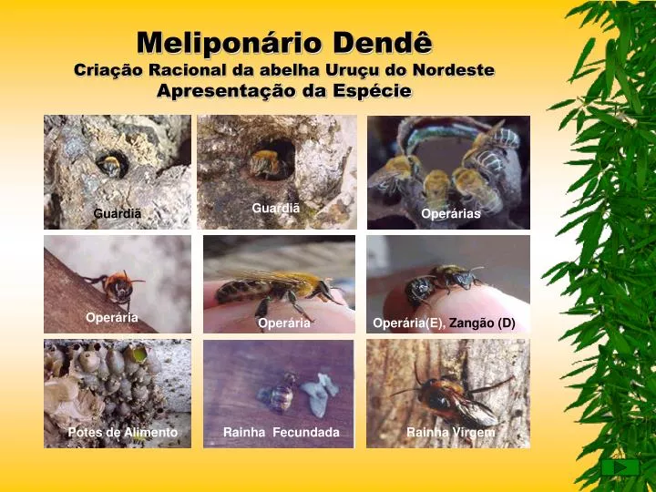 melipon rio dend cria o racional da abelha uru u do nordeste apresenta o da esp cie