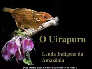 O Uirapuru