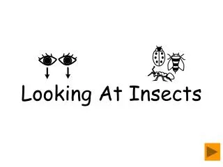 Looking At Insects