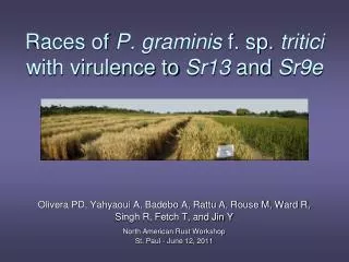 Races of P. graminis f. sp. tritici with virulence to Sr13 and Sr9e