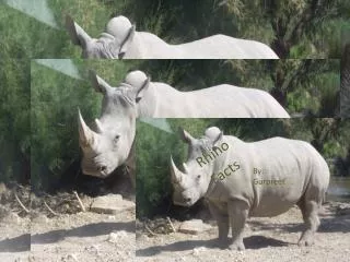 Rhino Facts