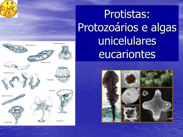 protistas protozo rios e algas unicelulares eucariontes