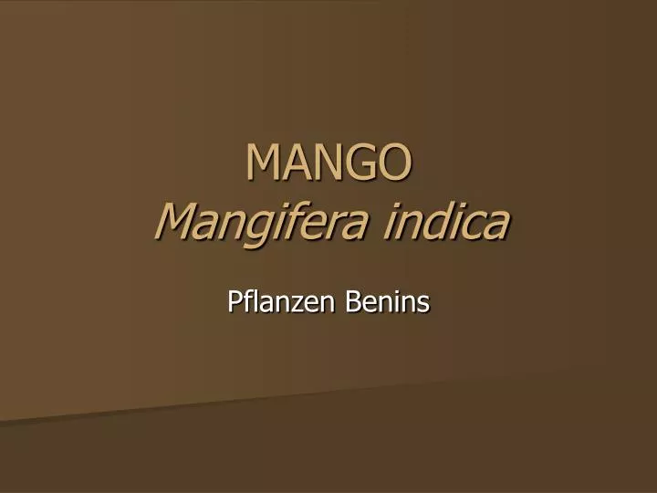 mango mangifera indica