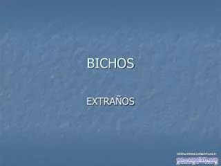 bichos