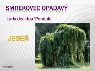 larix decidua pendula