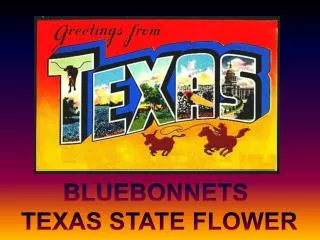 BLUEBONNETS TEXAS STATE FLOWER