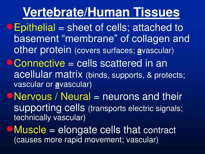 vertebrate human tissues