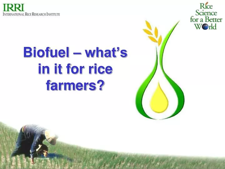 biofuel what s in it for rice farmers