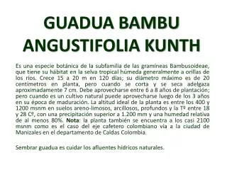 guadua bambu angustifolia kunth