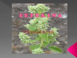 peperina