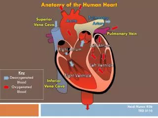 Pulmonary Artery