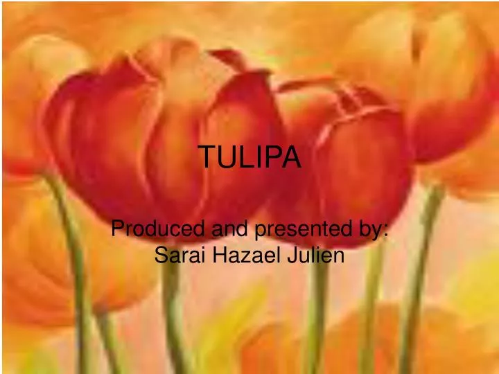 tulipa